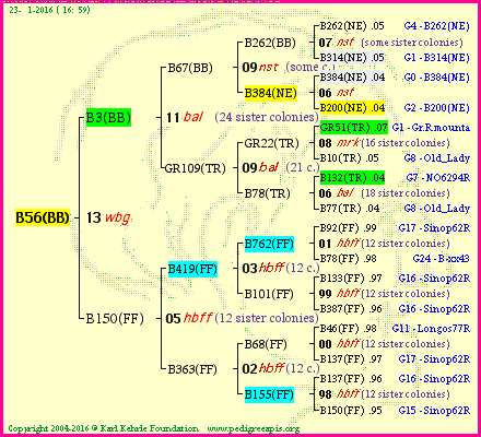 Pedigree of B56(BB) :
four generations presented