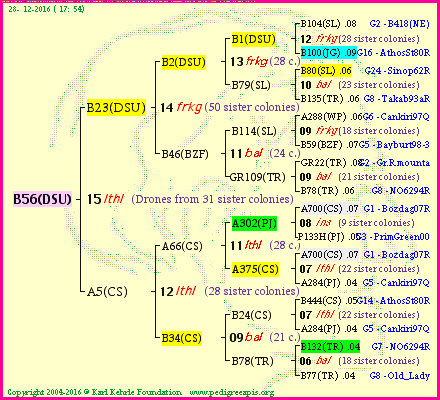 Pedigree of B56(DSU) :
four generations presented