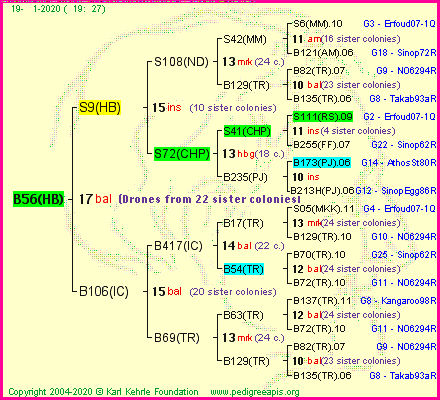 Pedigree of B56(HB) :
four generations presented<br />it's temporarily unavailable, sorry!