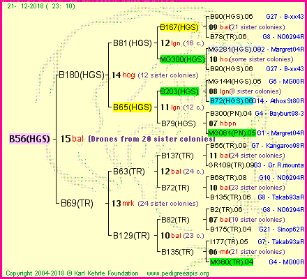 Pedigree of B56(HGS) :
four generations presented
it's temporarily unavailable, sorry!