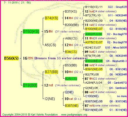 Pedigree of B56(KS) :
four generations presented<br />it's temporarily unavailable, sorry!