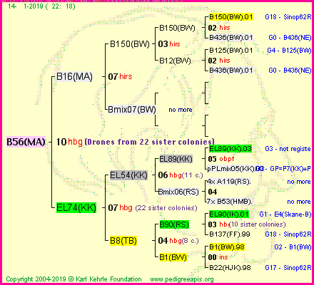 Pedigree of B56(MA) :
four generations presented<br />it's temporarily unavailable, sorry!