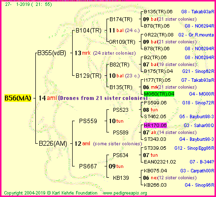 Pedigree of B56(MA) :
four generations presented
it's temporarily unavailable, sorry!