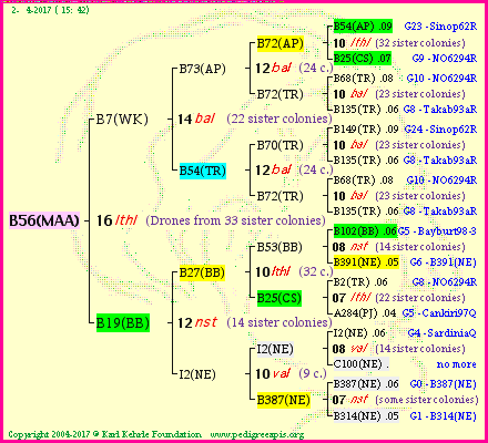 Pedigree of B56(MAA) :
four generations presented