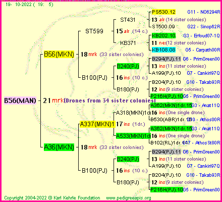 Pedigree of B56(MAN) :
four generations presented
it's temporarily unavailable, sorry!