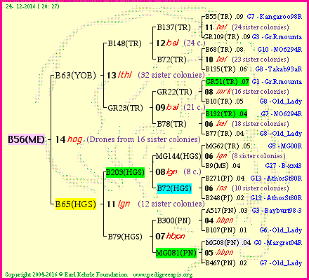 Pedigree of B56(ME) :
four generations presented