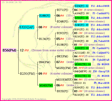 Pedigree of B56(PM) :
four generations presented