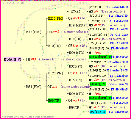 Pedigree of B56(RHP) :
four generations presented