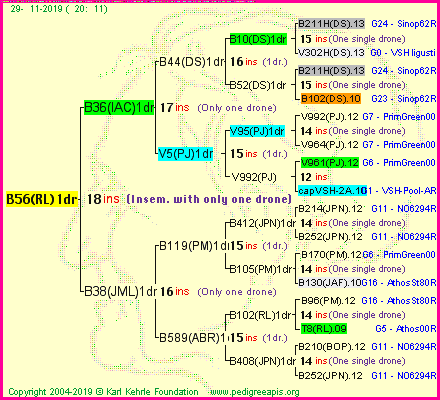 Pedigree of B56(RL)1dr :
four generations presented
it's temporarily unavailable, sorry!