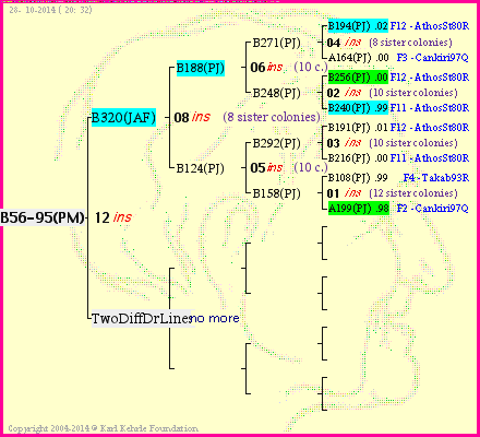 Pedigree of B56-95(PM) :
four generations presented