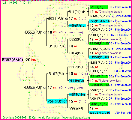 Pedigree of B562(AMC) :
four generations presented
it's temporarily unavailable, sorry!