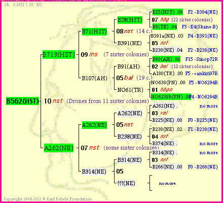 Pedigree of B562(HST) :
four generations presented