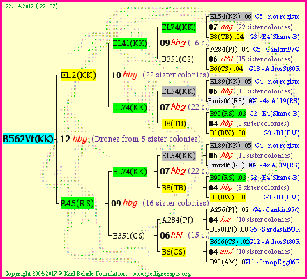 Pedigree of B562Vt(KK) :
four generations presented