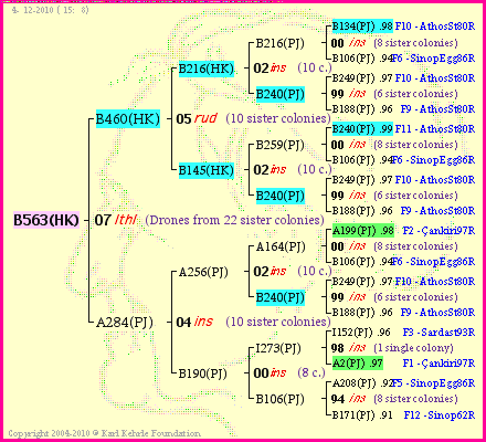 Pedigree of B563(HK) :
four generations presented