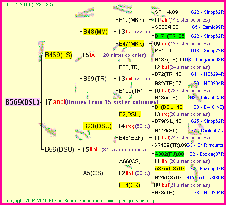 Pedigree of B569(DSU) :
four generations presented<br />it's temporarily unavailable, sorry!