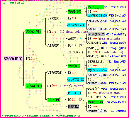 Pedigree of B569(JPD) :
four generations presented