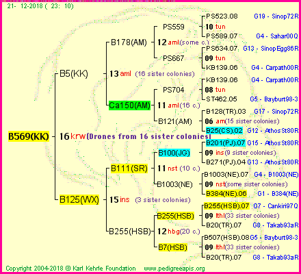 Pedigree of B569(KK) :
four generations presented<br />it's temporarily unavailable, sorry!