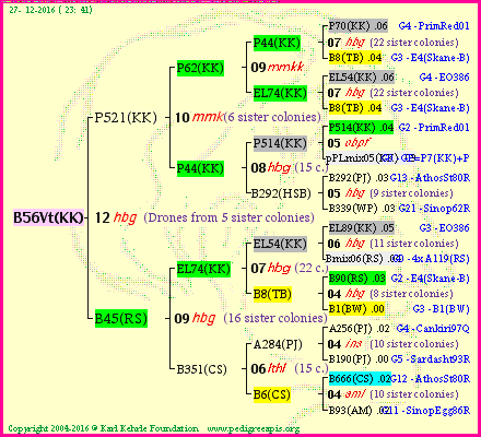 Pedigree of B56Vt(KK) :
four generations presented