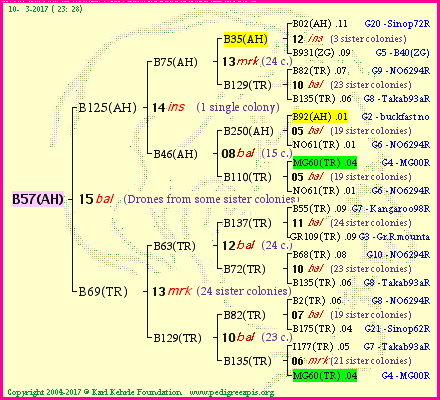 Pedigree of B57(AH) :
four generations presented