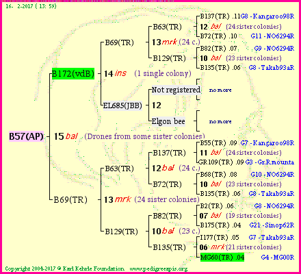 Pedigree of B57(AP) :
four generations presented