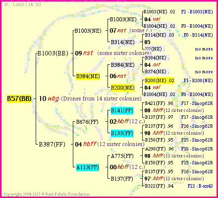 Pedigree of B57(BB) :
four generations presented