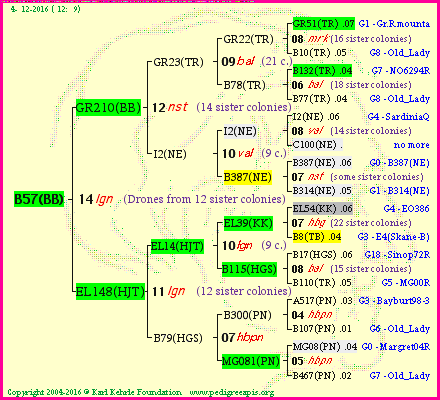 Pedigree of B57(BB) :
four generations presented