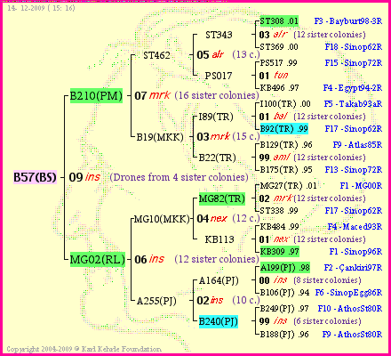 Pedigree of B57(BS) :
four generations presented