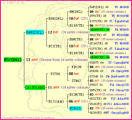 Pedigree of B57(DKL) :
four generations presented