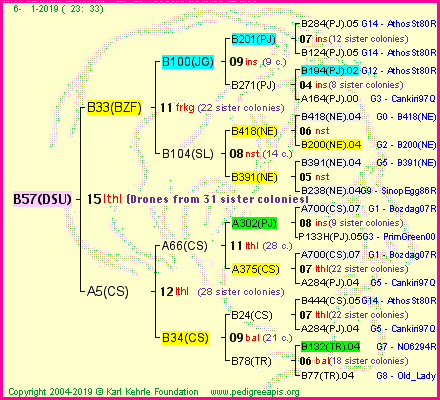 Pedigree of B57(DSU) :
four generations presented<br />it's temporarily unavailable, sorry!