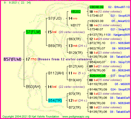 Pedigree of B57(FLM) :
four generations presented
it's temporarily unavailable, sorry!