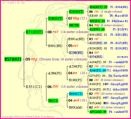 Pedigree of B57(HST) :
four generations presented