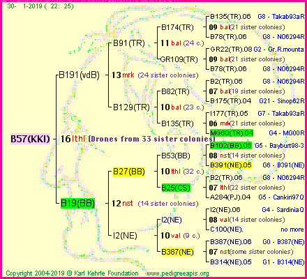 Pedigree of B57(KKI) :
four generations presented<br />it's temporarily unavailable, sorry!