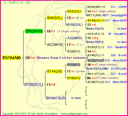 Pedigree of B57(MAN) :
four generations presented
it's temporarily unavailable, sorry!