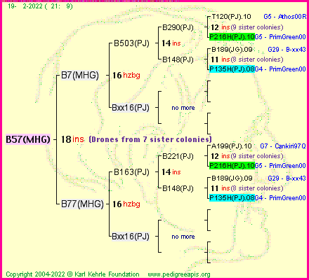 Pedigree of B57(MHG) :
four generations presented
it's temporarily unavailable, sorry!