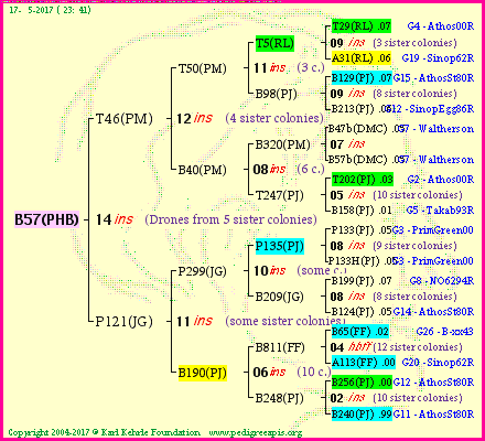 Pedigree of B57(PHB) :
four generations presented