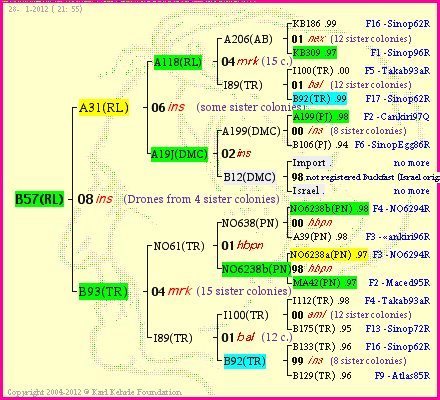 Pedigree of B57(RL) :
four generations presented