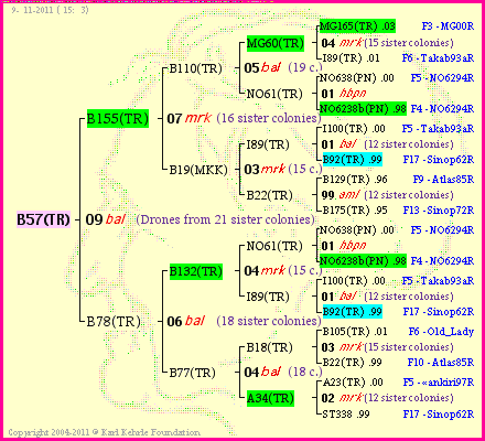 Pedigree of B57(TR) :
four generations presented