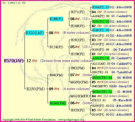 Pedigree of B570(JAF) :
four generations presented