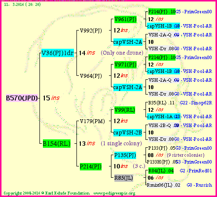 Pedigree of B570(JPD) :
four generations presented<br />it's temporarily unavailable, sorry!