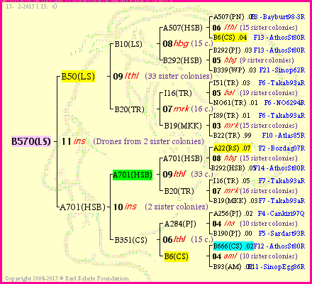 Pedigree of B570(LS) :
four generations presented