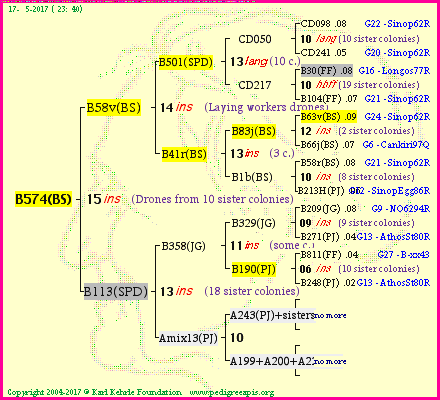 Pedigree of B574(BS) :
four generations presented