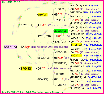 Pedigree of B575(LS) :
four generations presented