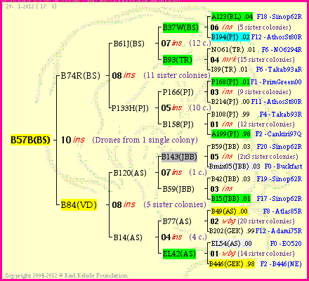 Pedigree of B57B(BS) :
four generations presented