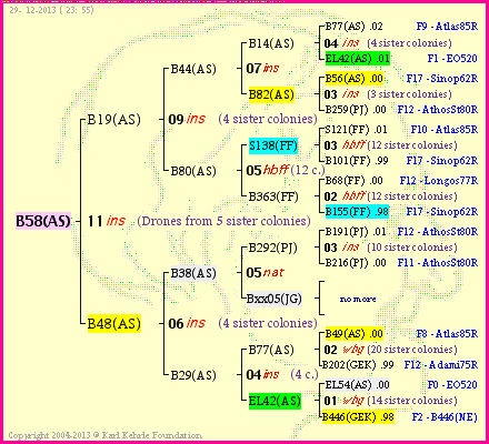 Pedigree of B58(AS) :
four generations presented