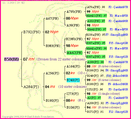 Pedigree of B58(BB) :
four generations presented