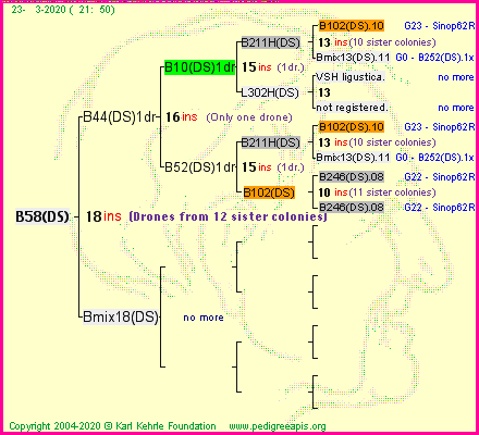 Pedigree of B58(DS) :
four generations presented
it's temporarily unavailable, sorry!