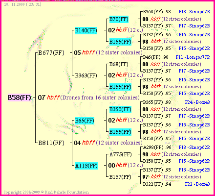 Pedigree of B58(FF) :
four generations presented