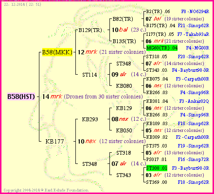 Pedigree of B58(HST) :
four generations presented