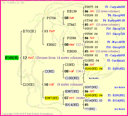 Pedigree of B58(IR) :
four generations presented