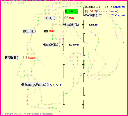 Pedigree of B58(JL) :
four generations presented